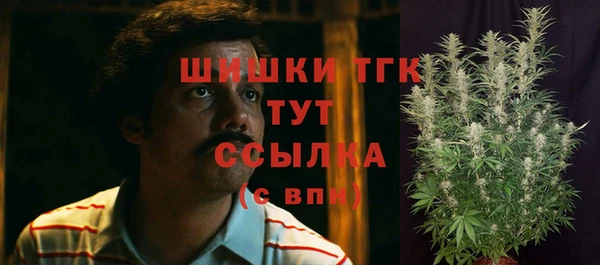 прущие грибы Алзамай